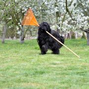 ROSE OF DESERT Bohemia Elite