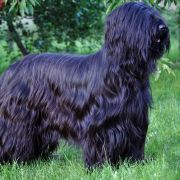 ROSE OF DESERT Bohemia Elite