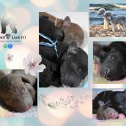 ROSETTE Diamond Lamb