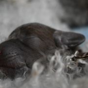 ROSETTE Diamond Lamb