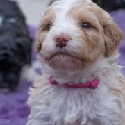 ROYAL AFFAIR Tempus Ad Miraculum