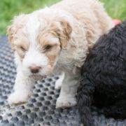 ROYAL AFFAIR Tempus Ad Miraculum