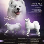 ROYAL ALICE Shadow and Shine of Siberia