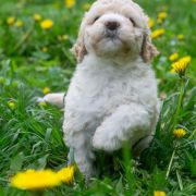 ROYAL ASSENT Tempus Ad Miraculum