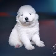 ROYAL BEN Shadow and Shine of Siberia