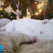 ROYAL BEN Shadow and Shine of Siberia