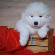 ROYAL BEN Shadow and Shine of Siberia