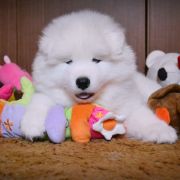 ROYAL BEN Shadow and Shine of Siberia