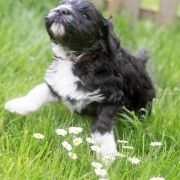 ROYAL BLACK Tempus Ad Miraculum