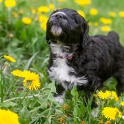 ROYAL BLACK Tempus Ad Miraculum