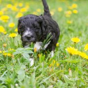 ROYAL BLACK Tempus Ad Miraculum