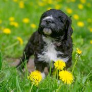 ROYAL BLACK Tempus Ad Miraculum