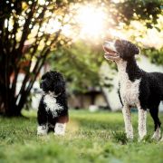 ROYAL BLUE Tempus Ad Miraculum