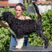 ROYAL BLUE Tempus Ad Miraculum