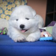 ROYAL CHANEL Shadow and Shine of Siberia