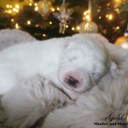 ROYAL CHANEL Shadow and Shine of Siberia