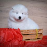 ROYAL CHANEL Shadow and Shine of Siberia