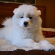 ROYAL CHANEL Shadow and Shine of Siberia