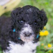 ROYAL DANCER Tempus Ad Miraculum