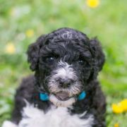 ROYAL DANCER Tempus Ad Miraculum