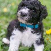 ROYAL DANCER Tempus Ad Miraculum