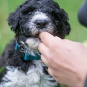 ROYAL DANCER Tempus Ad Miraculum