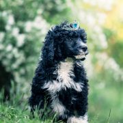 ROYAL FLUSH Tempus Ad Miraculum