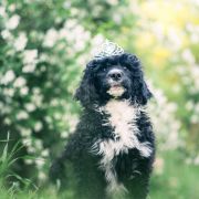 ROYAL FLUSH Tempus Ad Miraculum