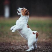 Royal Fox Road Notte di Leggenda 2