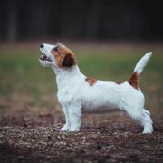 Royal Fox Road Notte di Leggenda 3