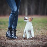 Royal Fox Road Notte di Leggenda 4