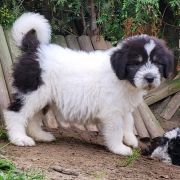 ROYAL GHOST Collis Amores 