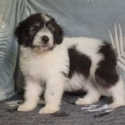 ROYAL GHOST Collis Amores 