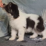 ROYAL GHOST Collis Amores 