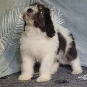 ROYAL GHOST Collis Amores 