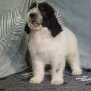 ROYAL KNIGHT Collis Amores 