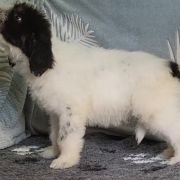 ROYAL KNIGHT Collis Amores 