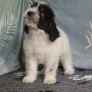 ROYAL KNIGHT Collis Amores 