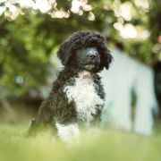 ROYAL MAJESTY Tempus Ad Miraculum