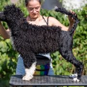 ROYAL PRESENCE Tempus Ad Miraculum