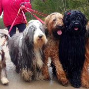 ROYAL QUEEN ELIZABETH Victory of Love