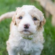 ROYAL STAR Tempus Ad Miraculum