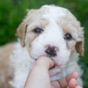 ROYAL STAR Tempus Ad Miraculum