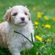 ROYAL STAR Tempus Ad Miraculum