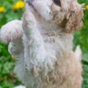 ROYAL STAR Tempus Ad Miraculum