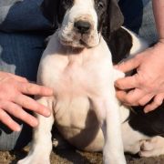 RUBEUS Czar Olbrzyma