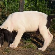 RUBEUS Czar Olbrzyma