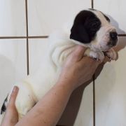 RUBEUS Czar Olbrzyma