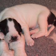 RUBEUS Czar Olbrzyma