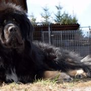 RUBEUS HAGRID Airawata